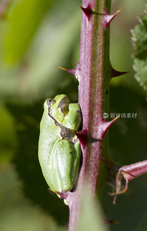 树蛙(Hyla arborea)